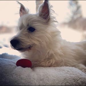 Meet your Posher, Victoria